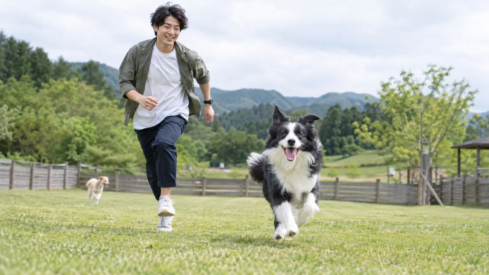 芝生のドッグランを、ボーダー・コリーと走る男性（イメージ）